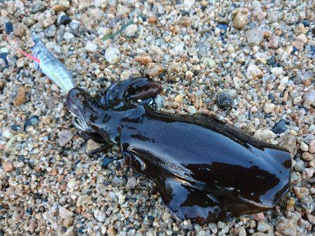 早朝サーフエギング