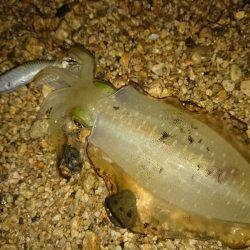 好調サーフエギング