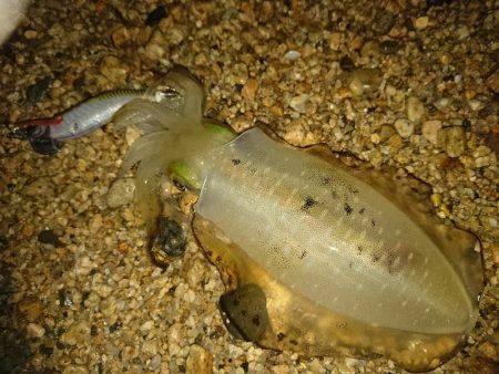 好調サーフエギング