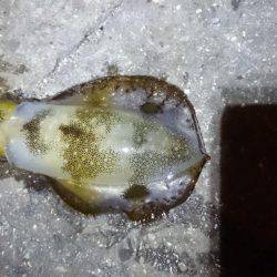 渋かったです。