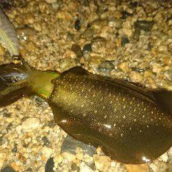 サーフエギング