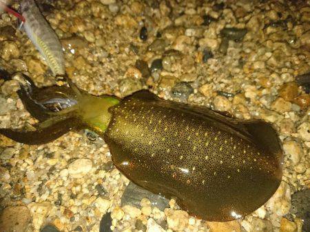 サーフエギング