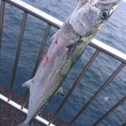 ライトショアジギングで尺ゲット