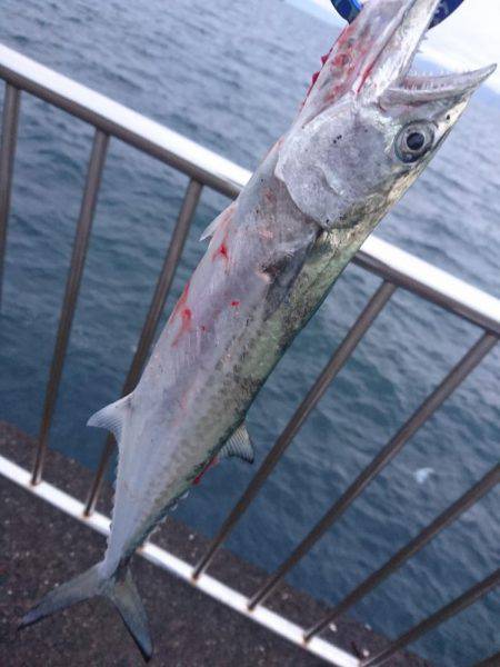 ライトショアジギングで尺ゲット