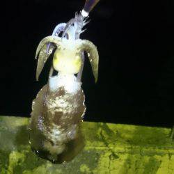 雨にも負けず。