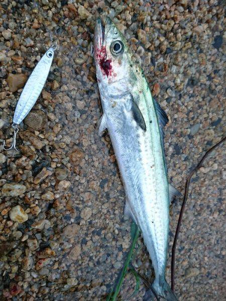 台風後のサーフで