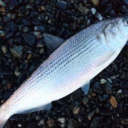 台風後のサーフエギング