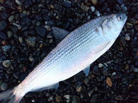 台風後のサーフエギング