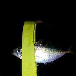 癒しのアジング？