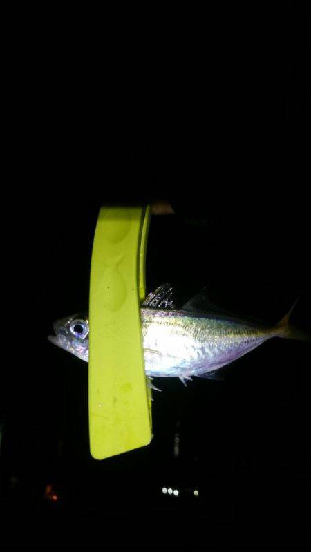 癒しのアジング？