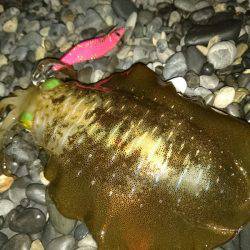 サーフエギング(￣▽￣)