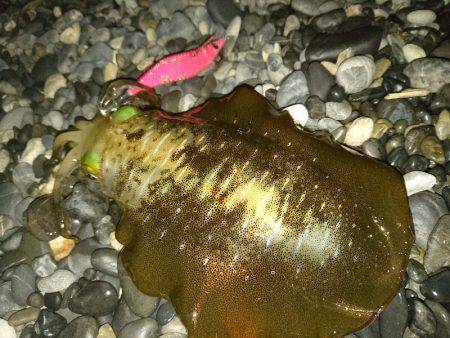 サーフエギング(￣▽￣)