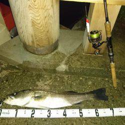 台風後の濁りで活性が上がったかな？