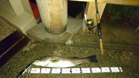 台風後の濁りで活性が上がったかな？