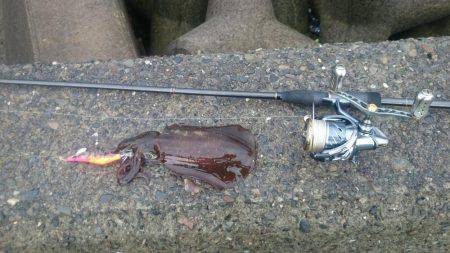 エギング釣行記