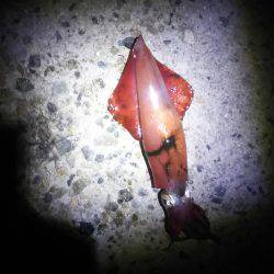 ケンサキイカ終盤かな？