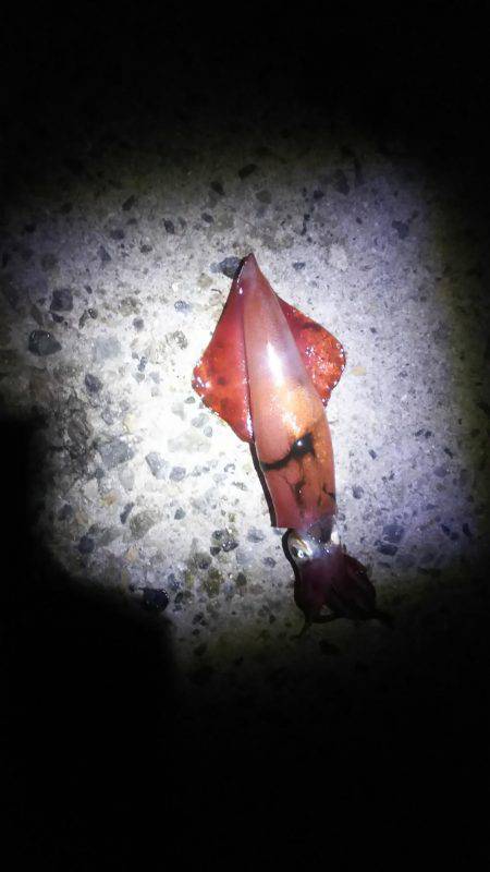 ケンサキイカ終盤かな？