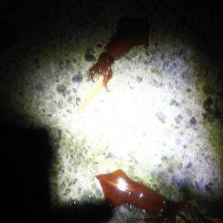 ケンサキ大漁！