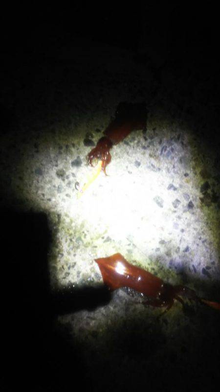 ケンサキ大漁！