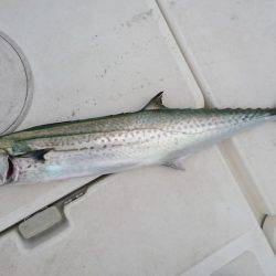 紀北ジギング、キャスティング