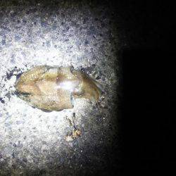 コウイカが釣れました