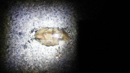 コウイカが釣れました