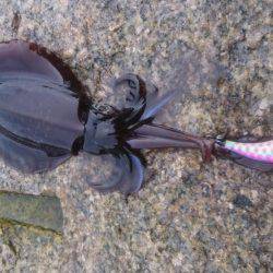 台風翌日エギング