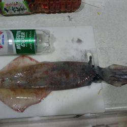 ケンサキ&アオリ