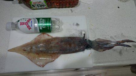 ケンサキ&アオリ