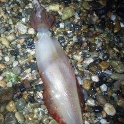 サーフでケンサキ＆アオリエギング