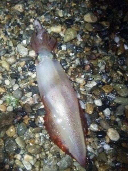 サーフでケンサキ＆アオリエギング