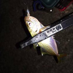 久々のアジング