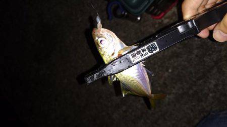 久々のアジング