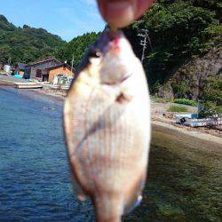 デイアジング　撃沈