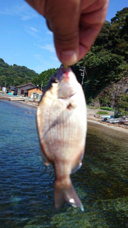 デイアジング　撃沈