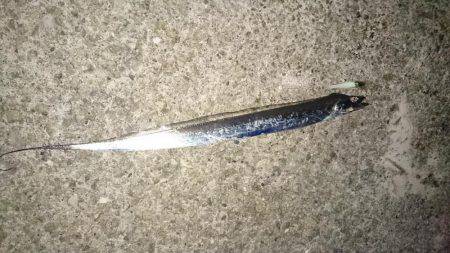 今季初タチウオ