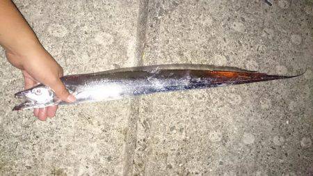 今季初のタチウオ釣行