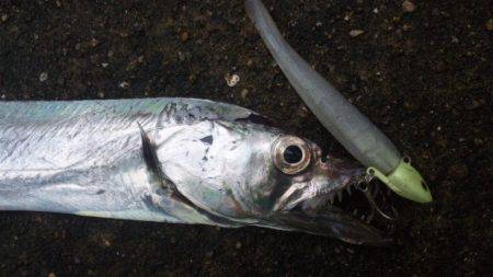 久々、タチウオ！