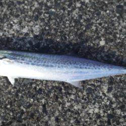 サゴシフィーバー