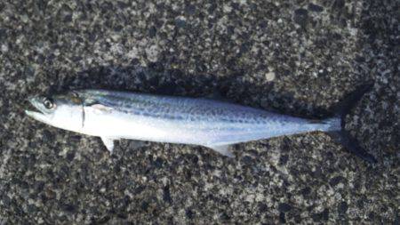 サゴシフィーバー