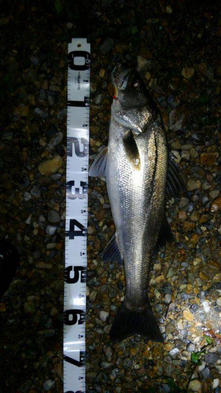 銀ぴかナイスバディシーバス