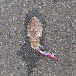 またまた白灯台にてエギング＆ジギング