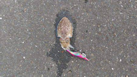 またまた白灯台にてエギング＆ジギング