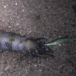 今度は本命アオリイカ釣れました！