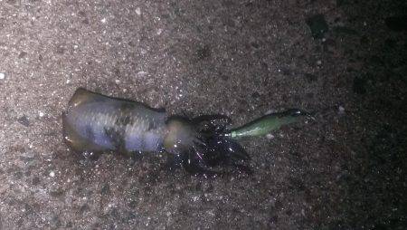 今度は本命アオリイカ釣れました！