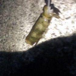 満潮前後に釣れました。