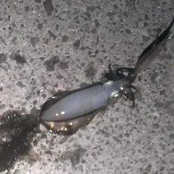 中秋の名月と大潮でエギング楽しめました！