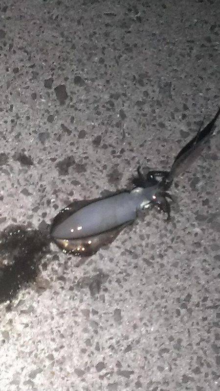 中秋の名月と大潮でエギング楽しめました！