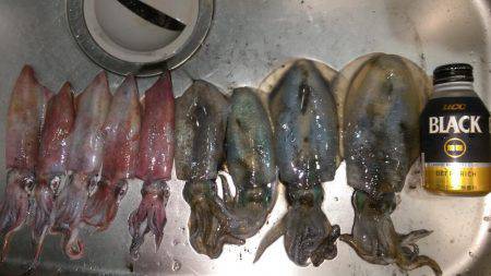 アオリイカだってオッパイがお好き