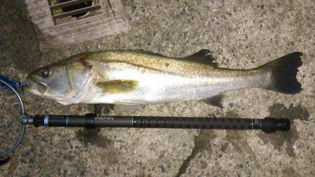 濁ると元気になる、あの子